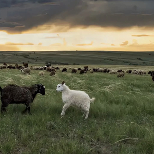 穿着婚纱被强奸新娘的三级片
